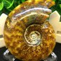 Natural Ammonite Nautilus Shell Jurrassic Fossil Specimen Madagascar 205g HLS9