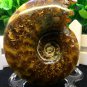 Natural Ammonite Nautilus Shell Jurrassic Fossil Specimen Madagascar 205g HLS9