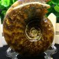 Natural Ammonite Nautilus Shell Jurrassic Fossil Specimen Madagascar 205g HLS9