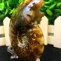Natural Ammonite Nautilus Shell Jurrassic Fossil Specimen Madagascar 205g HLS9