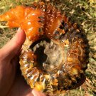946g Natural Douvilleiceras Polished "Goat Horn" Fossil Ammonite crystal #DZ41