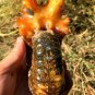946g Natural Douvilleiceras Polished "Goat Horn" Fossil Ammonite crystal #DZ41