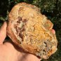 408g COLORFUL RAINBOW FANTASTIC Madagascar Petrified Wood Round Slab Bark #MHS1