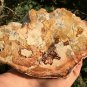 408g COLORFUL RAINBOW FANTASTIC Madagascar Petrified Wood Round Slab Bark #MHS1