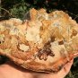 408g COLORFUL RAINBOW FANTASTIC Madagascar Petrified Wood Round Slab Bark #MHS1