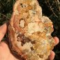 408g COLORFUL RAINBOW FANTASTIC Madagascar Petrified Wood Round Slab Bark #MHS1