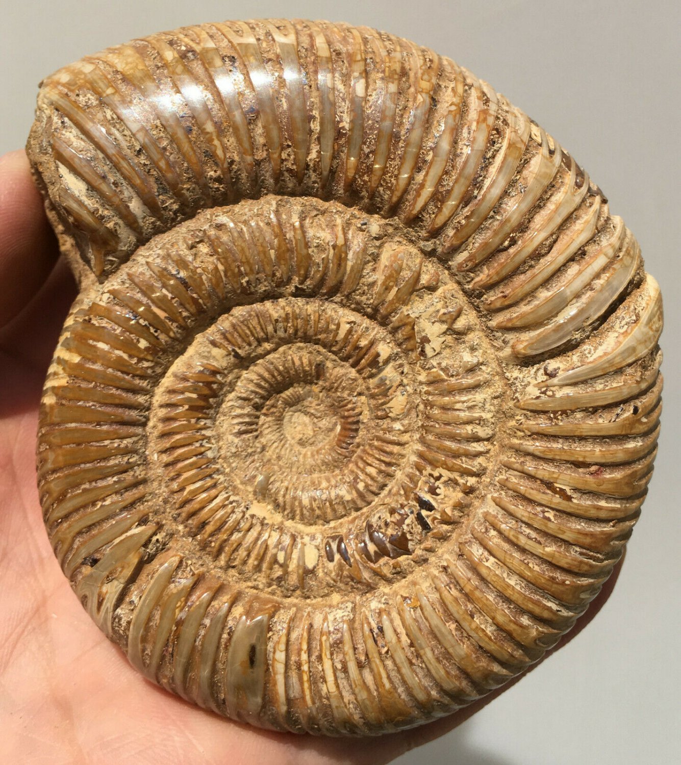 polished Ammonite Nautilus Shell Jurrassic Fossil Specimen Madagascar 311g DZ50