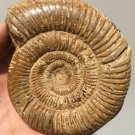 polished Ammonite Nautilus Shell Jurrassic Fossil Specimen Madagascar 311g DZ50
