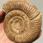 polished Ammonite Nautilus Shell Jurrassic Fossil Specimen Madagascar 311g DZ50