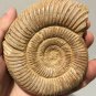 polished Ammonite Nautilus Shell Jurrassic Fossil Specimen Madagascar 311g DZ50