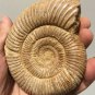 polished Ammonite Nautilus Shell Jurrassic Fossil Specimen Madagascar 311g DZ50