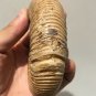 polished Ammonite Nautilus Shell Jurrassic Fossil Specimen Madagascar 311g DZ50