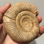 polished Ammonite Nautilus Shell Jurrassic Fossil Specimen Madagascar 311g DZ50