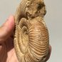 polished Ammonite Nautilus Shell Jurrassic Fossil Specimen Madagascar 311g DZ50