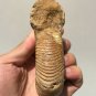 polished Ammonite Nautilus Shell Jurrassic Fossil Specimen Madagascar 311g DZ50