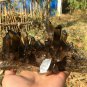 920g Natural beautiful smoky black quartz cluster crystal specimen healing JQ52