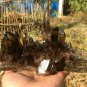 920g Natural beautiful smoky black quartz cluster crystal specimen healing JQ52