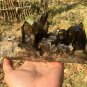 920g Natural beautiful smoky black quartz cluster crystal specimen healing JQ52