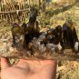 920g Natural beautiful smoky black quartz cluster crystal specimen healing JQ52
