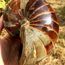 Natural Ammonite Nautilus Shell Jurrassic Fossil Specimen Madagascar 1448G #DZ77