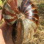 Natural Ammonite Nautilus Shell Jurrassic Fossil Specimen Madagascar 1448G #DZ77