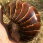 Natural Ammonite Nautilus Shell Jurrassic Fossil Specimen Madagascar 1448G #DZ77