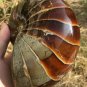 Natural Ammonite Nautilus Shell Jurrassic Fossil Specimen Madagascar 1448G #DZ77
