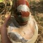 Natural Ammonite Nautilus Shell Jurrassic Fossil Specimen Madagascar 1448G #DZ77