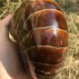 Natural Ammonite Nautilus Shell Jurrassic Fossil Specimen Madagascar 1448G #DZ77