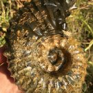 841g Natural Douvilleiceras Polished "Goat Horn" Fossil Ammonite crystal #DZ30