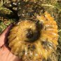 841g Natural Douvilleiceras Polished "Goat Horn" Fossil Ammonite crystal #DZ30
