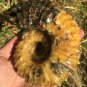 841g Natural Douvilleiceras Polished "Goat Horn" Fossil Ammonite crystal #DZ30