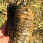 841g Natural Douvilleiceras Polished "Goat Horn" Fossil Ammonite crystal #DZ30