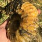 841g Natural Douvilleiceras Polished "Goat Horn" Fossil Ammonite crystal #DZ30