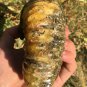 841g Natural Douvilleiceras Polished "Goat Horn" Fossil Ammonite crystal #DZ30