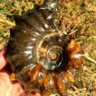 774g Natural Douvilleiceras Polished "Goat Horn" Fossil Ammonite crystal #DZ36
