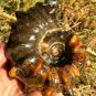774g Natural Douvilleiceras Polished "Goat Horn" Fossil Ammonite crystal #DZ36