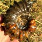 774g Natural Douvilleiceras Polished "Goat Horn" Fossil Ammonite crystal #DZ36