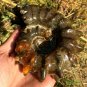 774g Natural Douvilleiceras Polished "Goat Horn" Fossil Ammonite crystal #DZ36