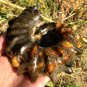 774g Natural Douvilleiceras Polished "Goat Horn" Fossil Ammonite crystal #DZ36