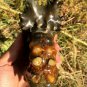 774g Natural Douvilleiceras Polished "Goat Horn" Fossil Ammonite crystal #DZ36