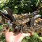 1836g Natural smoky citrine quartz cluster crystal specimen healing HJ3