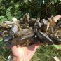 1836g Natural smoky citrine quartz cluster crystal specimen healing HJ3