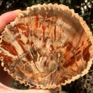 400g COLORFUL RAINBOW FANTASTIC Madagascar Petrified Wood Round Slab Bark #MH57