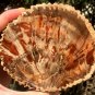 400g COLORFUL RAINBOW FANTASTIC Madagascar Petrified Wood Round Slab Bark #MH57