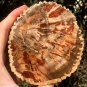 400g COLORFUL RAINBOW FANTASTIC Madagascar Petrified Wood Round Slab Bark #MH57