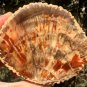 400g COLORFUL RAINBOW FANTASTIC Madagascar Petrified Wood Round Slab Bark #MH57