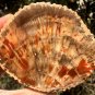 400g COLORFUL RAINBOW FANTASTIC Madagascar Petrified Wood Round Slab Bark #MH57