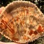 400g COLORFUL RAINBOW FANTASTIC Madagascar Petrified Wood Round Slab Bark #MH57
