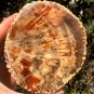 400g COLORFUL RAINBOW FANTASTIC Madagascar Petrified Wood Round Slab Bark #MH57